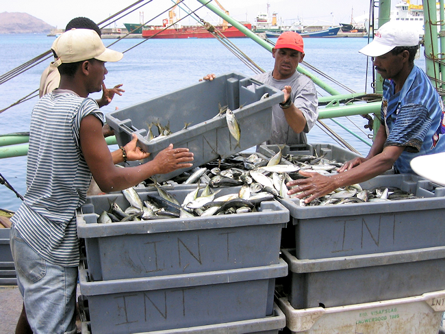 Local fishermen handling their catch in Mindelo
